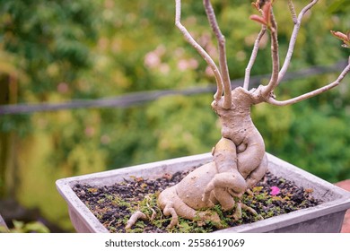 A captivating bonsai tree with a twisted trunk growing in a pot, surrounded by lush greenery. This intricate plant displays organic beauty and represents the art of bonsai cultivation. - Powered by Shutterstock