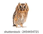 A captivating brown Tropical screech owl stares intently, isolated on white