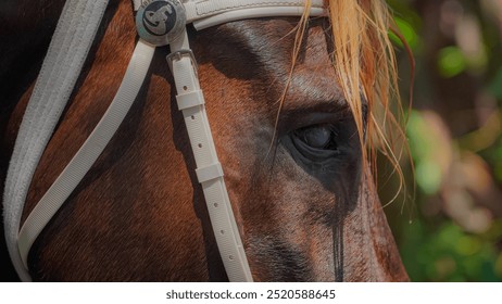 A captivating close-up of a chestnut horse, revealing the rich warmth of its coat and soulful eyes. This stunning image beautifully captures the grace and elegance of these majestic creatures - Powered by Shutterstock