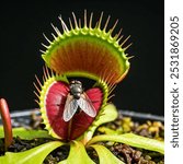 A captivating close-up photograph of a Venus flytrap (Dionaea muscipula) in action, capturing the precise moment it snares an unsuspecting fly. This stunning macro image showcases nature