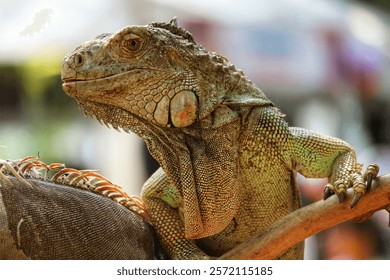 A captivating close-up reveals a green iguana perched on a branch, its textured scales gleaming in soft light. The scene evokes a sense of tranquility and natural beauty.