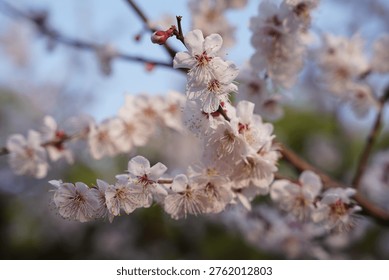 A captivating close-up of a tree adorned with blooming flowers, showcasing the beauty and vibrancy of nature in an urban setting.