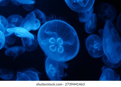 A captivating cluster of translucent blue Moon Jellyfish (Aurelia aurita) gracefully drifts in the dark water. Their ethereal glow and delicate forms create a serene and mystical underwater scene, highlighting marine beauty and biodiversity.