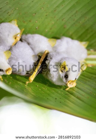 A captivating detailed image of a small group of Honduras white tent-making bats (Ectophylla alba) perched inside a folded banana leaf, which serves as their protective 