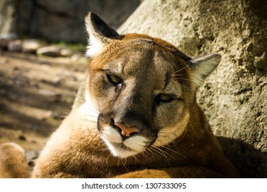 The Captivating Eyes Of A California Mountain Lion Are Absolutely Mesmorizing.