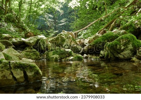 Captivating forest landscape showcasing a serene stream of water surrounded by lush greenery and moss-covered stones.