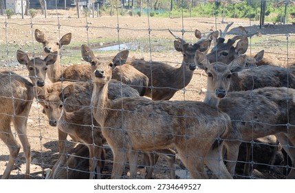 A captivating herd of deer, some with developing antlers, peers curiously through a wire fence in a sunny outdoor enclosure, showcasing their natural beauty and interaction.