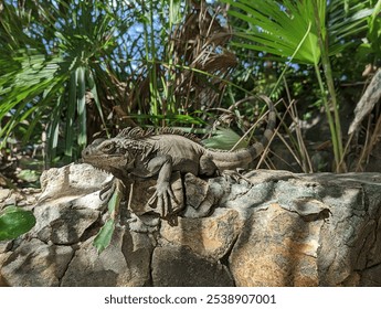 Captivating iguana lounging on a rocky outcrop in the lush Dominican Republic. Perfect shot for wildlife and tropical themes, showcasing vibrant details and natural habitat. - Powered by Shutterstock