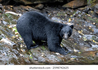 A captivating image of a black bear exploring rocky riverbanks, showcasing its curious nature and the beauty of wildlife against the backdrop of nature’s glory.