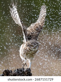 A captivating image of a Burrowing owl taking flight with water droplets splashing around, set against a blurred natural background.