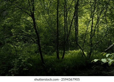 A captivating image of a dense forest interior, where sunlight filters through the trees, casting a soft, ethereal glow on the verdant undergrowth. 