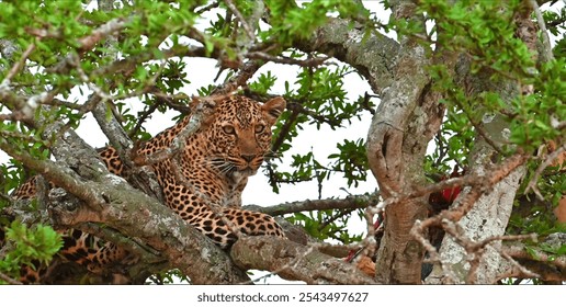 A captivating image of a leopard resting on a tree branch, blending perfectly with the surrounding greenery. - Powered by Shutterstock