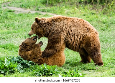 Captivating image of male and female brown bears joyfully playing in their natural habitat,captured in a breathtaking wilderness setting.