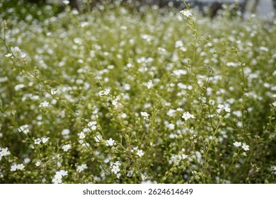 A captivating image of a vibrant meadow teeming with delicate white flowers The lush green backdrop and the soft focus create a serene and beautiful spring or summer scene