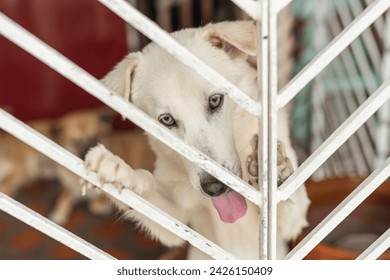 Captivating image of a white dog looking out through a white fence, exuding a sense of longing and anticipation. - Powered by Shutterstock