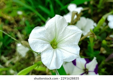 Captivating Image of White Mexican Petunias Amidst Green Foliage - Shutterstock ID 2291628835
