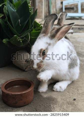 A captivating image of a white rabbit with brown patches delicately grooming its front foot, positioned beside a small, earthy-toned water bowl. In the background, a vibrant green potted plant provides a natural frame, enhancing the pastoral feel of the setting. The rabbit's pose and soft, detailed fur highlight its domestic charm and calm temperament. This photograph is excellent for use in pet care guides, veterinary websites, or blogs dedicated to small animals and rabbit ownership. Its clear focus and natural lighting emphasize the beauty of these animals, serving as an ideal visual for content that aims to educate, inform, or simply provide a comforting and heartwarming glimpse into the daily life of a happy, well-cared-for pet in a home garden