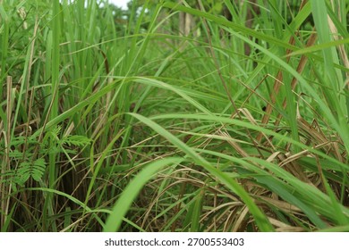A captivating low-angle, close-up view from within a dense patch of tall, vibrant green grass.