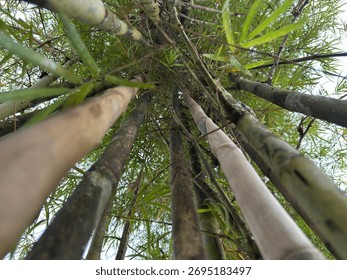 A captivating low-angle view captures towering bamboo stalks ascending towards the sky. The lush green foliage forms a dense canopy, showcasing organic textures and patterns. 