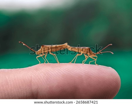 Captivating macro photo of two tiny insects on a human finger. It highlights nature's intricate details and the beauty of small creatures, perfect for themes of biodiversity and connection.