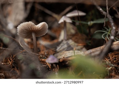 A captivating macro shot of a small cluster of wild mushrooms (likely Mycena or Collybia species) with exposed, pale pinkish-brown gills and slender, dark stems, growing in the rich, moist undergrowth.