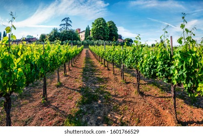 Captivating morning scene in vineyard in Tuscany. Wonderful summer view of the Italian countryside, Siena location, Italy, Europe. Beauty of countryside concept background.