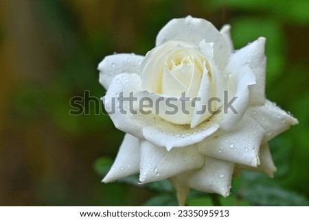 Captivating Nature's Elegance - A Creamy White Rose in Close-up adorned with Dewdrops, set against a Serene Background of Shady Grey and Lush Greenery. Stock photo © 