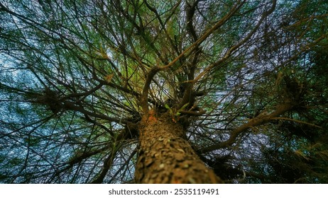 A captivating perspective of a towering pine tree, its branches reaching towards the sky. The intricate details of the bark and the lush green needles create a stunning natural masterpiece. - Powered by Shutterstock