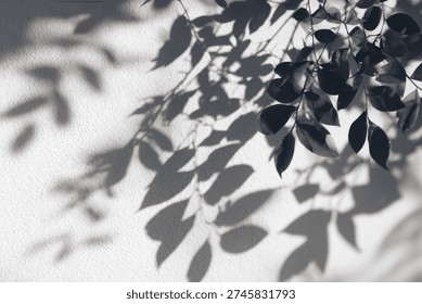A captivating play of light and shadow, with the intricate silhouettes of leaves cast upon a pristine white surface, creating a serene and minimalist natural background.