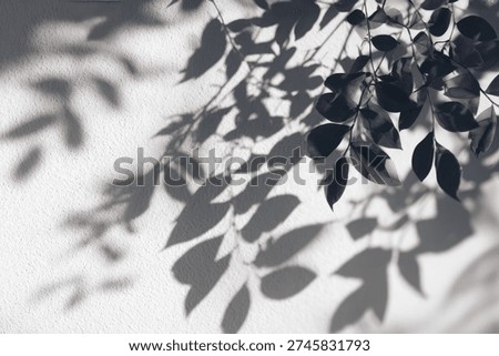 A captivating play of light and shadow, with the intricate silhouettes of leaves cast upon a pristine white surface, creating a serene and minimalist natural background.