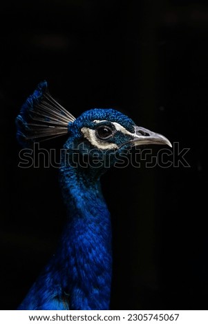 A captivating portrait of a blue peacock against a black background, bathed in perfect lighting that accentuates its reflective feathers and mesmerizing beauty.