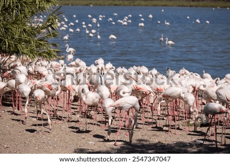 Captivating scene showcasing group of elegant greater flamingos with pink plumage clustered in lagoon of river on sunny day. Wild nature concept