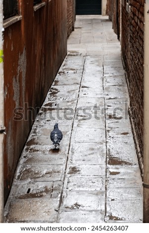 Similar – Image, Stock Photo street bird Animal Facade