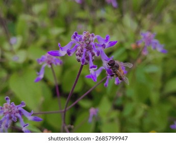 A captivating, sharp close-up of a bee actively pollinating a cluster of small, vibrant purple flowers.
Honey Bees,bee, pollination, purple flowers , flowers,bees pollination,
Bees on flowers.