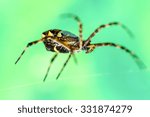 A captivating shot of a female Argiope Anasuja writing spider captured at eye level against a lush green background highlighting the intricate beauty of this arachnid species