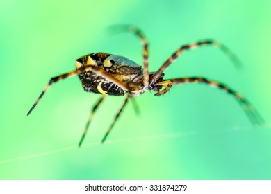 A captivating shot of a female Argiope Anasuja writing spider captured at eye level against a lush green background highlighting the intricate beauty of this arachnid species