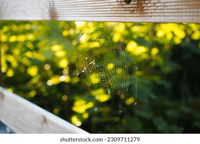 Captivating sight of a delicate spider web gracefully woven across a bridge amidst the enchanting Swiss woodlands.