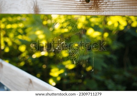 Captivating sight of a delicate spider web gracefully woven across a bridge amidst the enchanting Swiss woodlands.