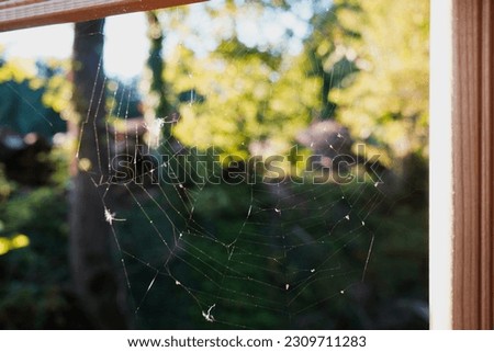 Captivating sight of a delicate spider web gracefully woven across a bridge amidst the enchanting Swiss woodlands.