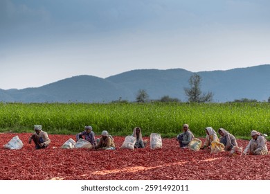 A captivating view of farmers spreading and drying red chilies on the ground, with majestic mountains providing a stunning natural backdrop. This image beautifully showcases traditional spice farming 