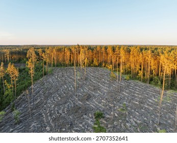 A captivating view of a forest transitioning during sunset, with a deforested area and vivid sunlight illuminating the remaining trees.