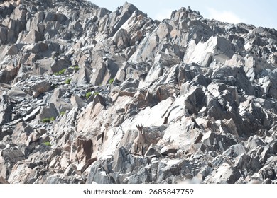 Captivating view of a lone ibex navigating a steep, rocky mountain face, showcasing nature's resilience and breathtaking wild beauty.