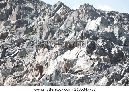 Captivating view of a lone ibex navigating a steep, rocky mountain face, showcasing nature's resilience and breathtaking wild beauty.