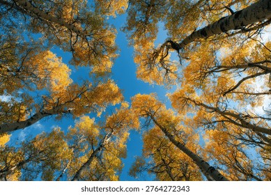 A captivating view looking up through a forest of aspen trees ablaze with autumn colors against a clear blue sky. A beautiful natural scene