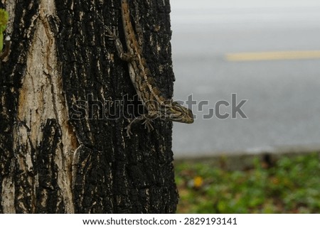 A captivating view of an Oriental Garden Lizard (Calotes versicolor) clinging to a tree trunk. The lizard's camouflage blends seamlessly with the rough texture of the bark in natural environment.