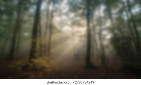 A captivating view of sunlight streaming through the trees in a dense forest, creating an atmospheric and serene scene. The light filters through the leaves.