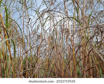 A captivating view of tall grass swaying in the wind under a cloudy sky. Dense Wild Grass Against a Cloudy Sky. Beauty of nature and the tranquility of rural landscapes - Powered by Shutterstock