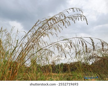 A captivating view of tall grass swaying in the wind under a cloudy sky. Dense Wild Grass Against a Cloudy Sky. Beauty of nature and the tranquility of rural landscapes - Powered by Shutterstock