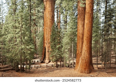 A captivating view of towering orange giant sequoias in California, illuminated by soft, beautiful light. This enchanting forest scene showcases the majesty of these ancient trees. - Powered by Shutterstock