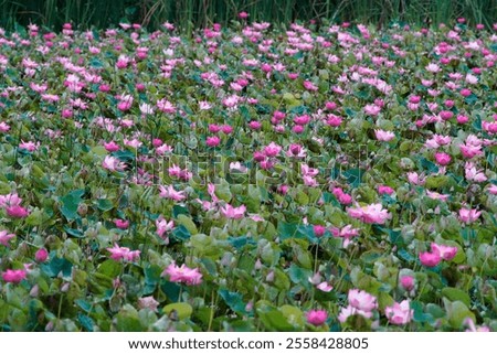 A captivating view of vibrant pink lotus flowers blooming in a lush aquatic landscape. This serene scene showcases nature's beauty in a tranquil lake setting, perfect for promoting relaxation.